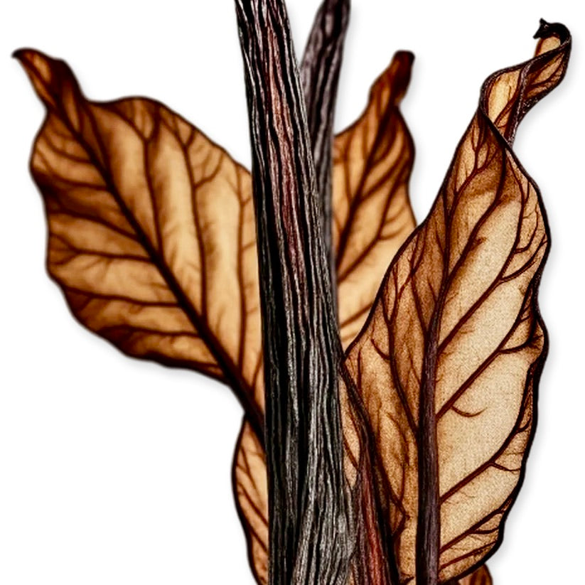 HEROD EAU DE PARFUM _ 125 ml 4.2 fl. Oz