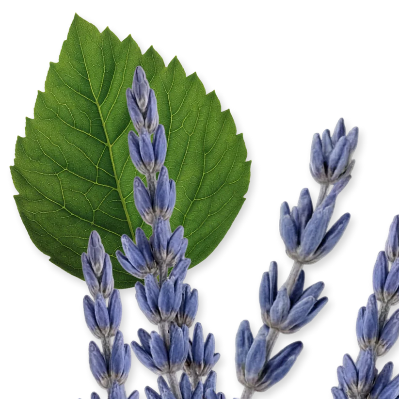 LAYTON EAU DE PARFUM _ 125 ml 4.2 fl. Oz